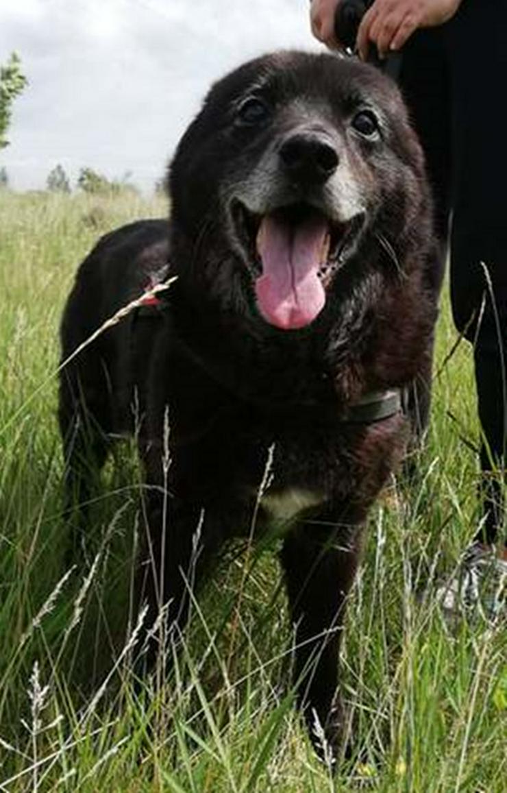 RIGO - 50 cm -HUNDEOPA SUCHT ZUHAUSE!  (aus dem Tierschutz) - Mischlingshunde - Bild 6