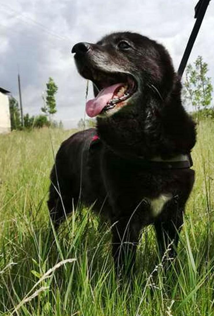RIGO - 50 cm -HUNDEOPA SUCHT ZUHAUSE!  (aus dem Tierschutz) - Mischlingshunde - Bild 5