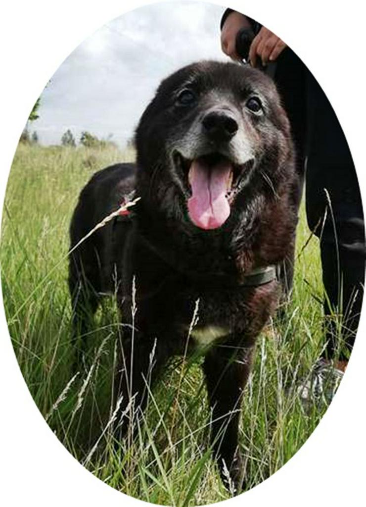 RIGO - 50 cm -HUNDEOPA SUCHT ZUHAUSE!  (aus dem Tierschutz) - Mischlingshunde - Bild 1