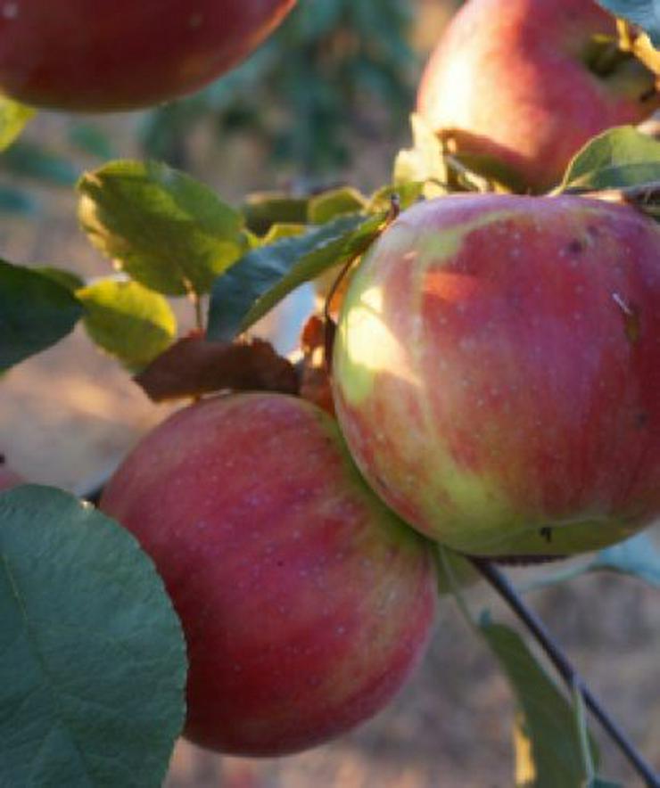 Bild 4: Wir haben über 50 Unterschiedliche ObstSorten. Apfel, Aprikose, Pflaume und und. .....