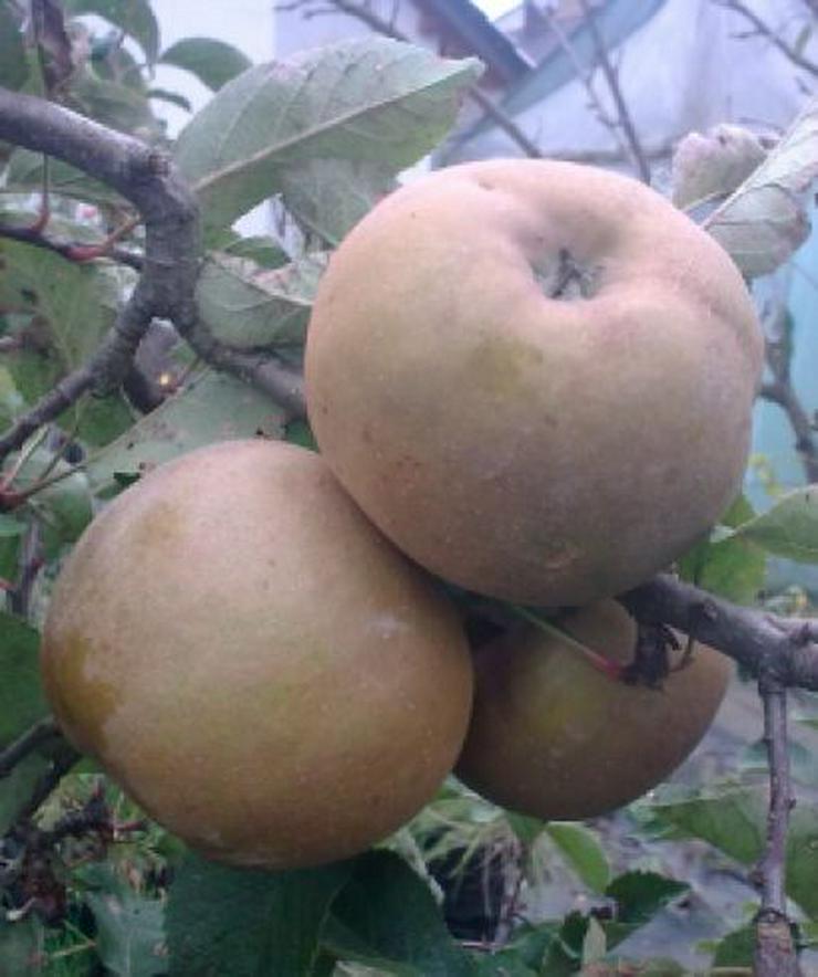 Bild 5: Wir haben über 50 Unterschiedliche ObstSorten. Apfel, Aprikose, Pflaume und und. .....