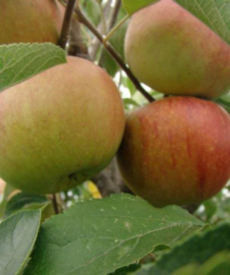 Bild 2: Wir haben über 50 Unterschiedliche ObstSorten. Apfel, Aprikose, Pflaume und und. .....