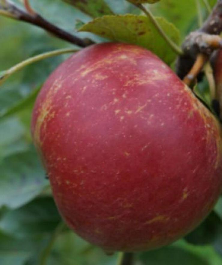 Wir haben über 50 Unterschiedliche ObstSorten. Apfel, Aprikose, Pflaume und und. ..... - Pflanzen - Bild 8