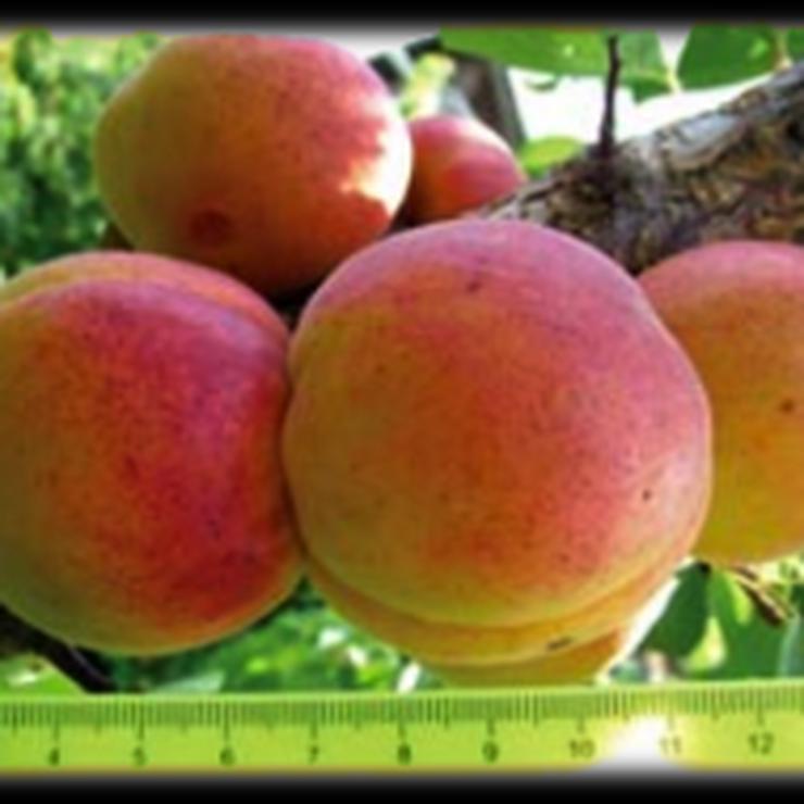 Bild 11: Wir haben über 50 Unterschiedliche ObstSorten. Apfel, Aprikose, Pflaume und und. .....