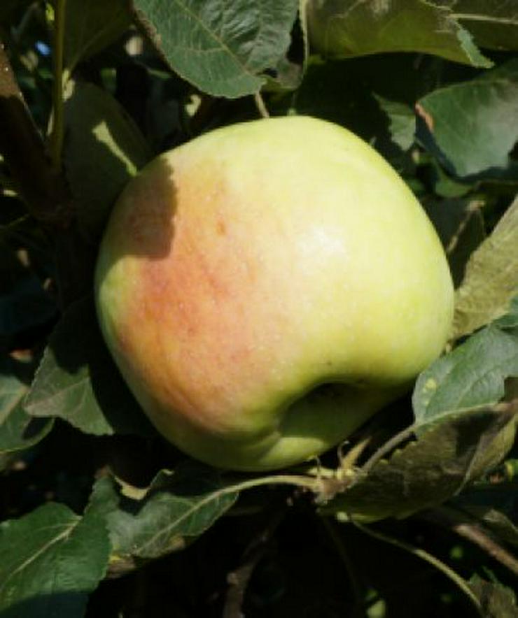 Bild 1: Wir haben über 50 Unterschiedliche ObstSorten. Apfel, Aprikose, Pflaume und und. .....