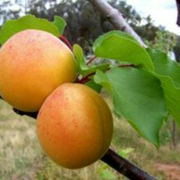 Wir haben über 50 Unterschiedliche ObstSorten. Apfel, Aprikose, Pflaume und und. ..... - Pflanzen - Bild 12