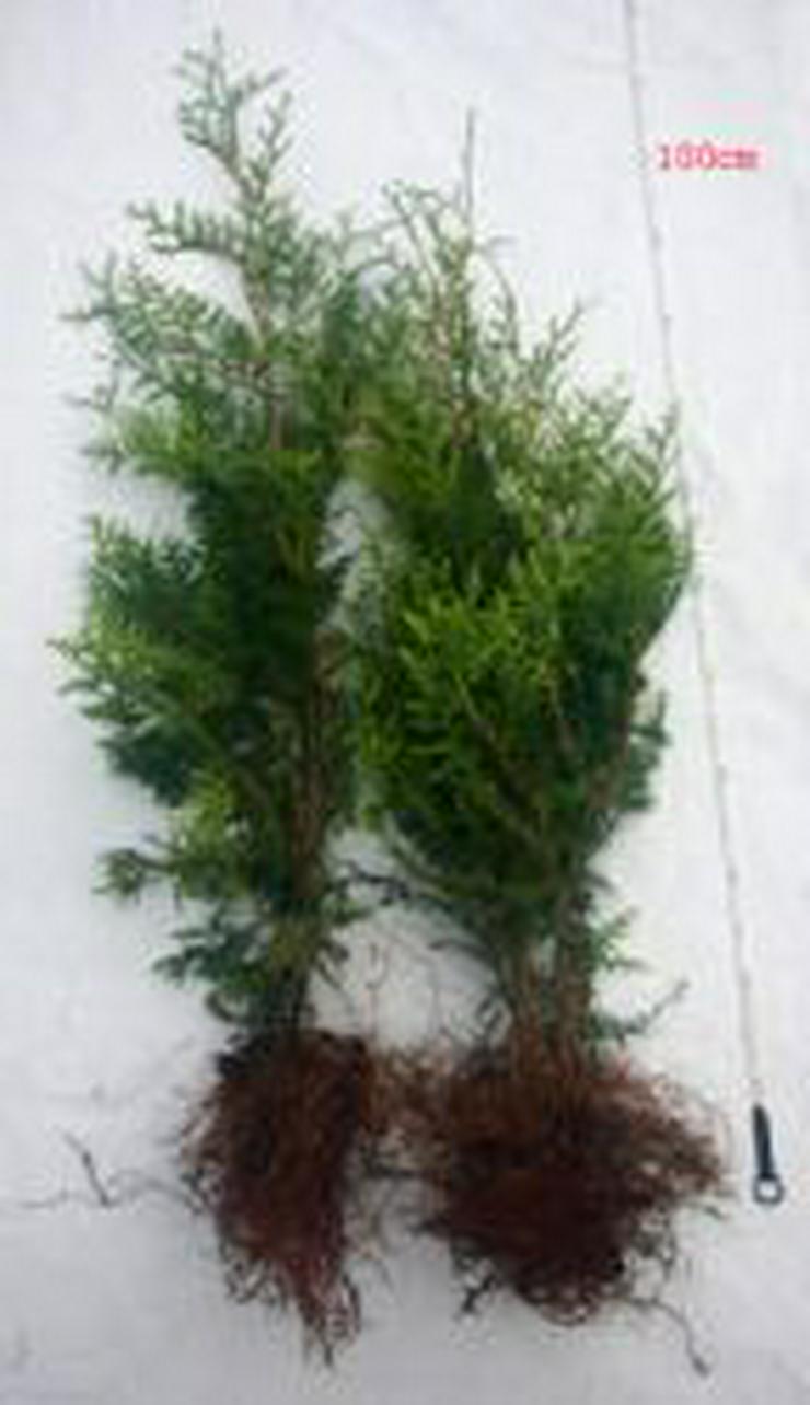 Thuja Brabant 60-80 cm Lebensbaum Brabant - Heckenpflanzen boden ohne Wurzelballen