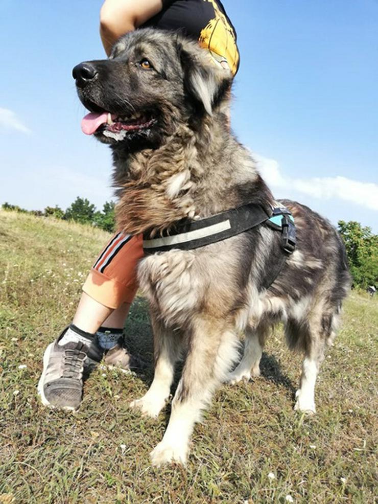 STEFÁNIA - 66 cm - KAUKASE MISCHLING SUCHT ZUHAUSE! (aus dem Tierschutz) - Mischlingshunde - Bild 4