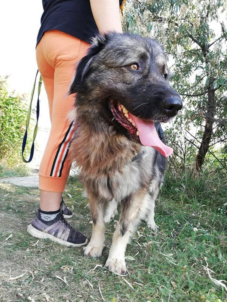 STEFÁNIA - 66 cm - KAUKASE MISCHLING SUCHT ZUHAUSE! (aus dem Tierschutz) - Mischlingshunde - Bild 2