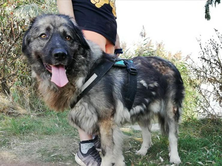 STEFÁNIA - 66 cm - KAUKASE MISCHLING SUCHT ZUHAUSE! (aus dem Tierschutz) - Mischlingshunde - Bild 3