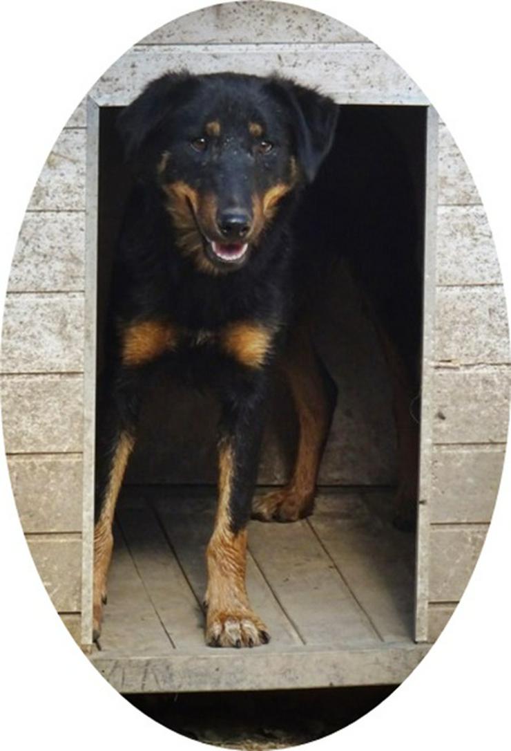 MAILA - 46 cm - BRAUCHT GANZ VIEL LIEBE! (aus dem Tierschutz) - Mischlingshunde - Bild 1