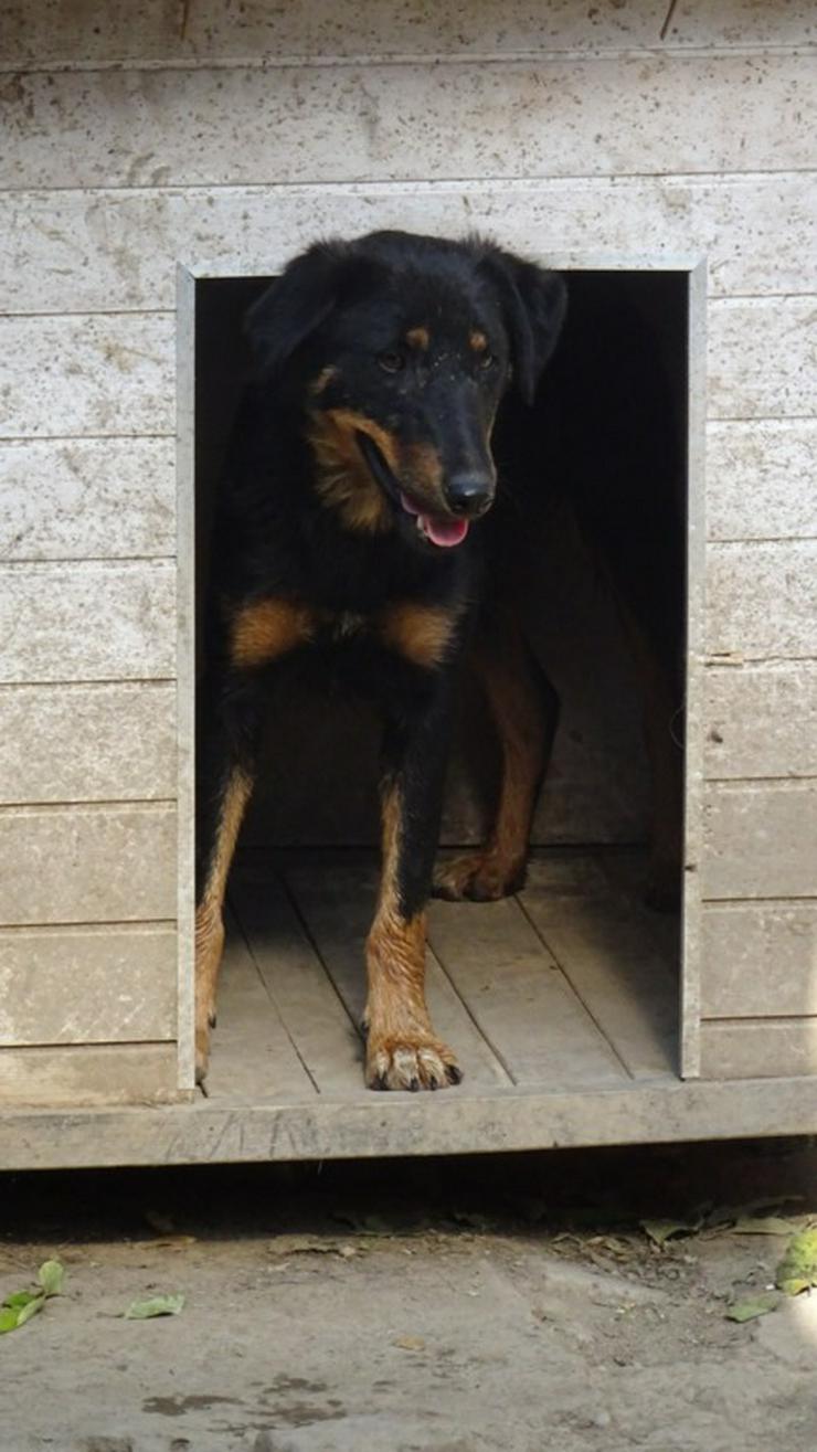 MAILA - 46 cm - BRAUCHT GANZ VIEL LIEBE! (aus dem Tierschutz) - Mischlingshunde - Bild 9