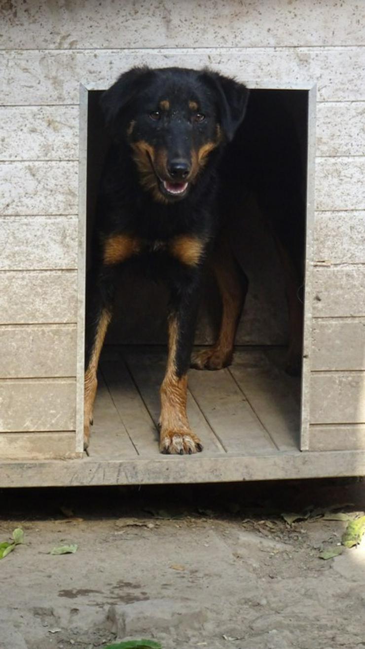 MAILA - 46 cm - BRAUCHT GANZ VIEL LIEBE! (aus dem Tierschutz) - Mischlingshunde - Bild 8
