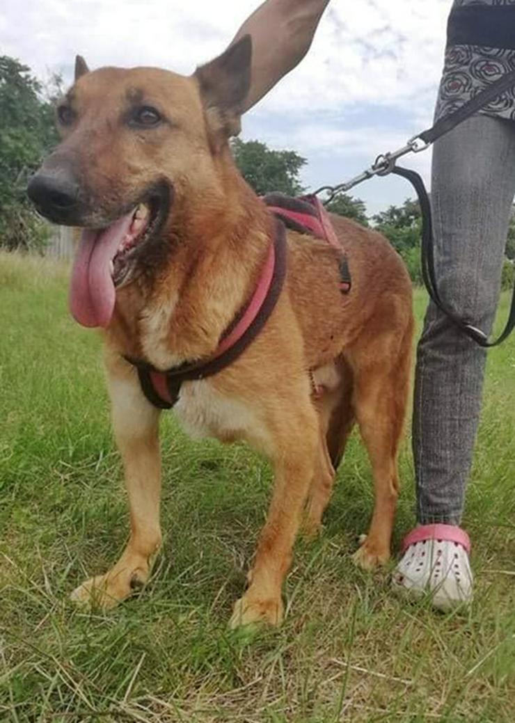 Bild 2: MACI- 50 cm - SUCHT DRINGEND EIN ZUHAUSE! (aus dem Tierschutz)