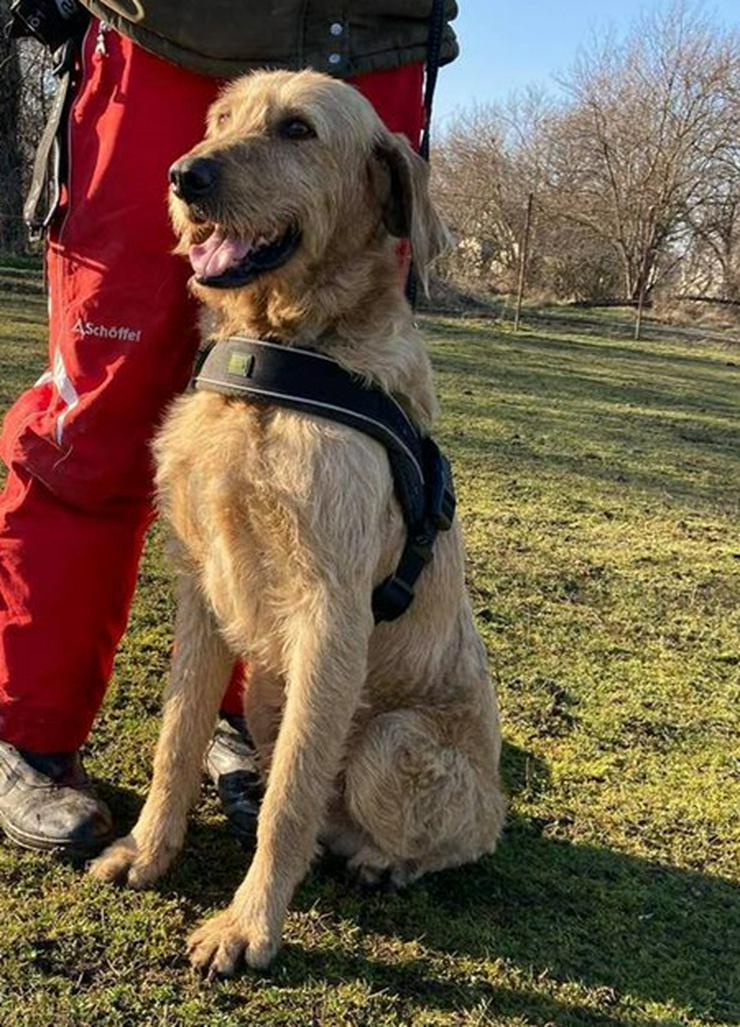 JIM - 58 cm - TRAUMHUND SUCHT FAMILIE! (aus dem Tierschutz) - Mischlingshunde - Bild 2