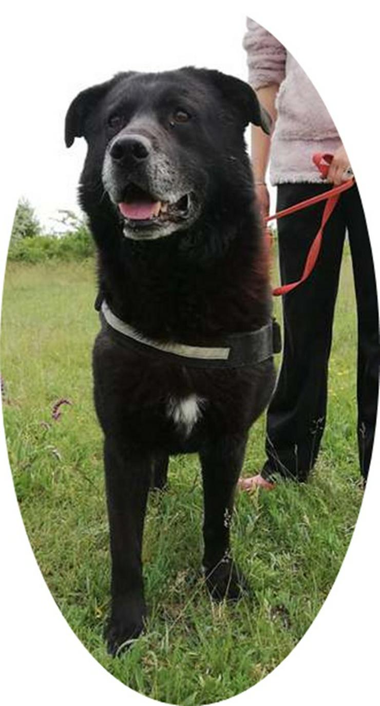 Csibesz - 65 cm - FREUNDLICHER RÜDE SUCHT ZUHAUSE! ( aus dem Tierschutz ) - Mischlingshunde - Bild 1