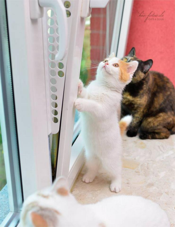 Bild 2: Kippfensterschutz für Katzen, Katzensicherung, OHNE BOHREN OHNE KLEBEN, SYSTEM 3