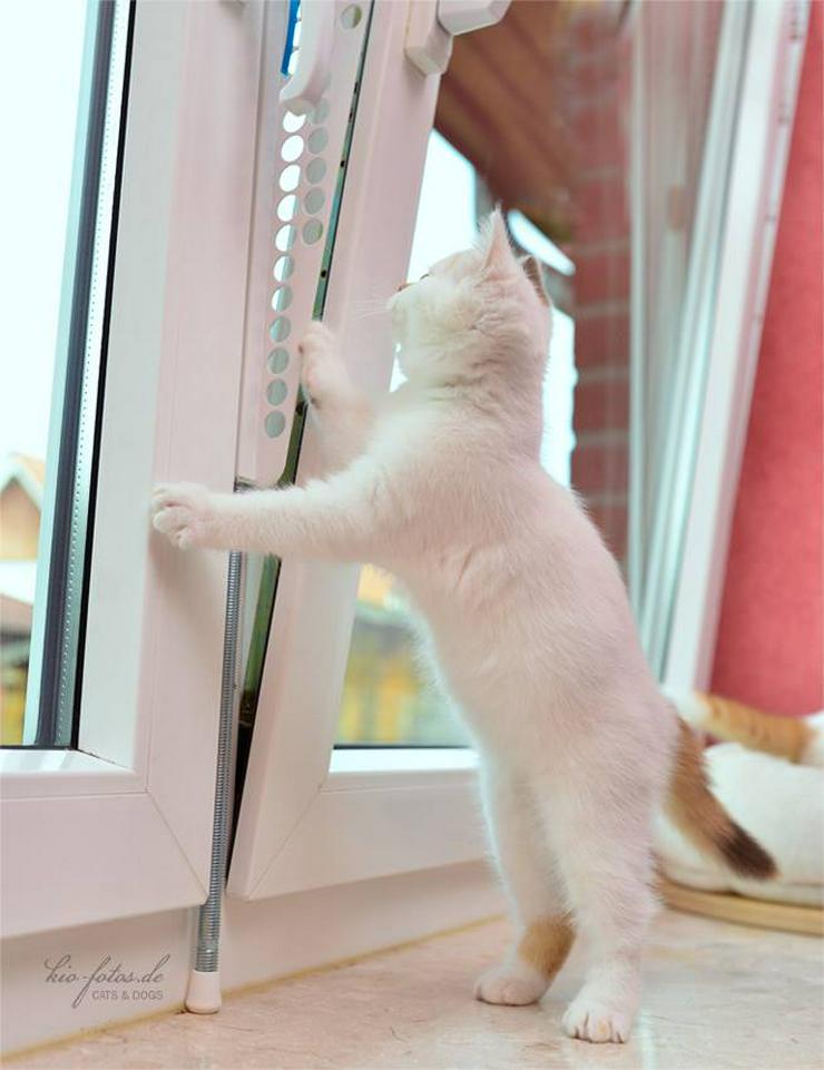 Bild 3: Kippfensterschutz für Katzen, Katzensicherung, OHNE BOHREN OHNE KLEBEN, SYSTEM 3