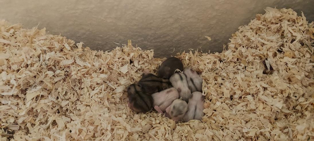 Bild 2: Süsse Hamsterbabys weiss oder grau zu verkaufen