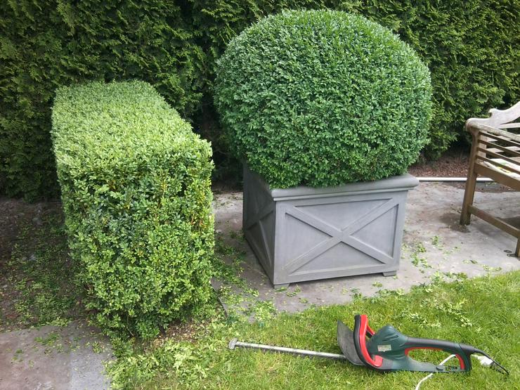 Bild 9: Gartenhelfer hilft in Düsseldorf & Büderich im Garten