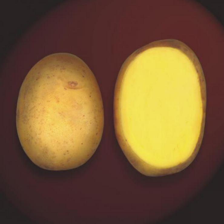Bild 2: Kartoffeln  Sorte: Gala