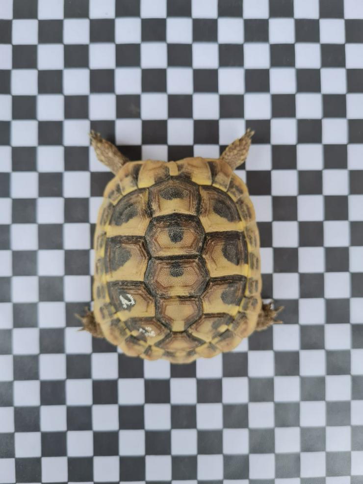 Griechische Landschildkröten Testudo Boettgerie - Schildkröten - Bild 2