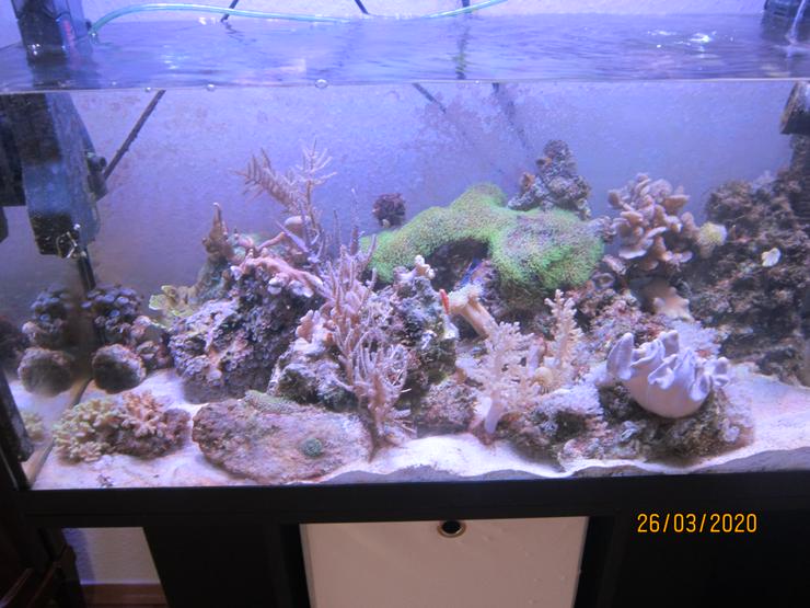 Bild 8: Meerwasseraquarium komplett mit Besatz