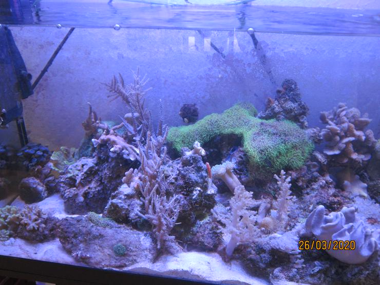Bild 6: Meerwasseraquarium komplett mit Besatz
