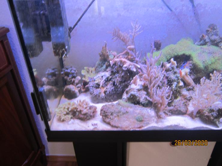 Bild 9: Meerwasseraquarium komplett mit Besatz
