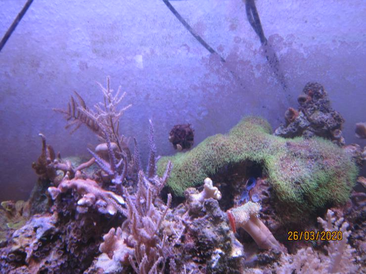 Bild 11: Meerwasseraquarium komplett mit Besatz