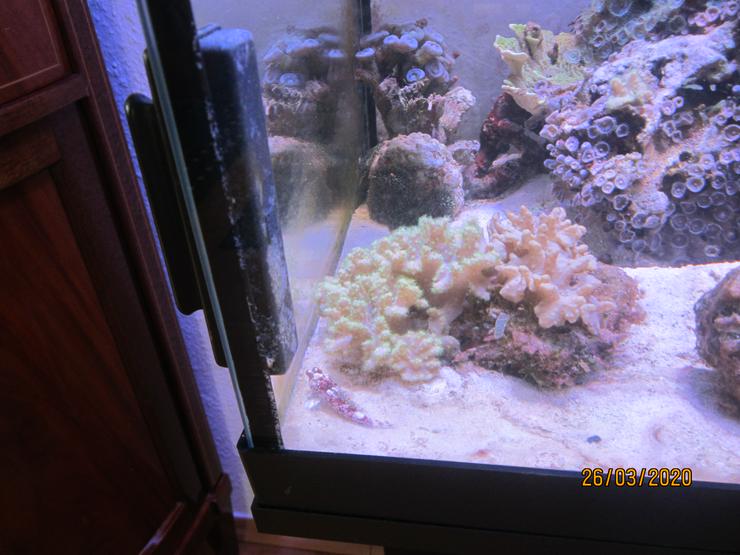 Bild 10: Meerwasseraquarium komplett mit Besatz