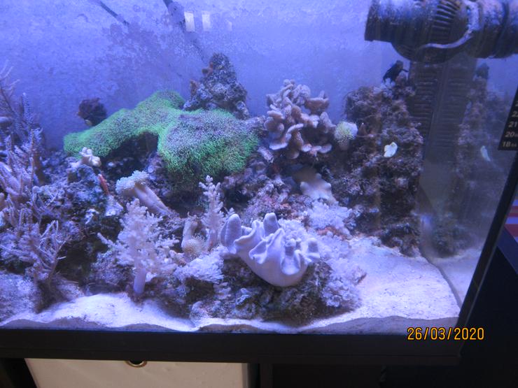 Bild 5: Meerwasseraquarium komplett mit Besatz