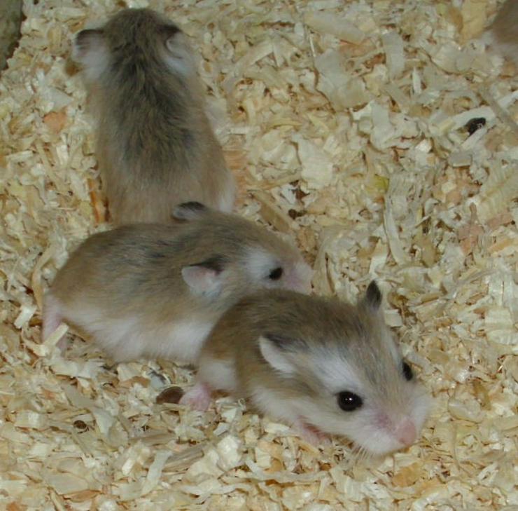 Junge Zwerghamster abzugeben, Roborowski Hamster - Hamster - Bild 5