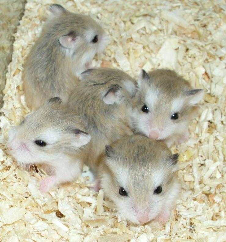 Bild 1: Junge Zwerghamster abzugeben, Roborowski Hamster