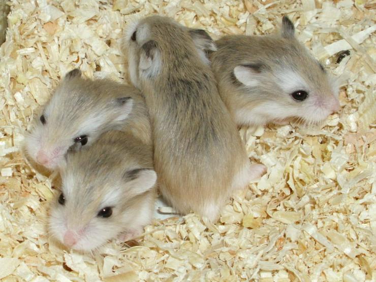 Junge Zwerghamster abzugeben, Roborowski Hamster - Hamster - Bild 4