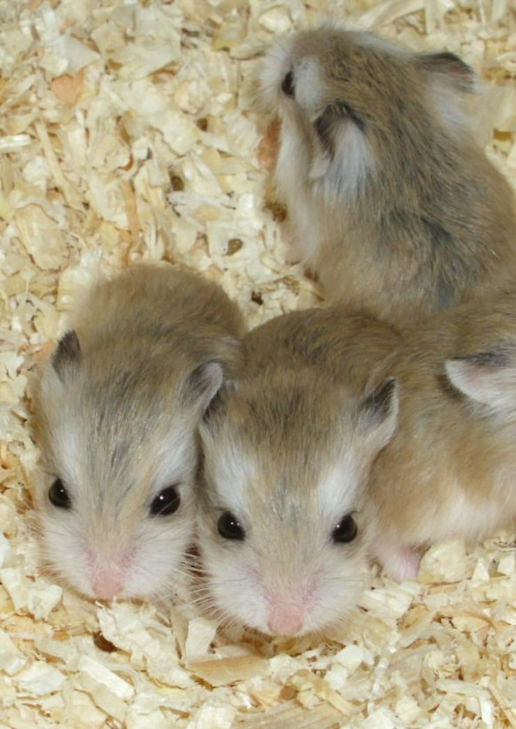 Junge Zwerghamster abzugeben, Roborowski Hamster - Hamster - Bild 6