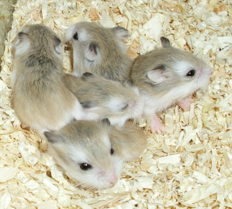 Bild 2: Junge Zwerghamster abzugeben, Roborowski Hamster