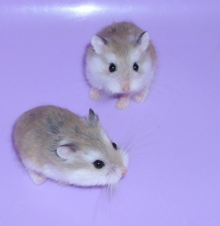 Junge Zwerghamster abzugeben, Roborowski Hamster - Hamster - Bild 7