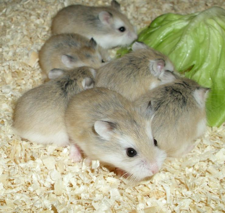 Bild 8: Junge Zwerghamster abzugeben, Roborowski Hamster