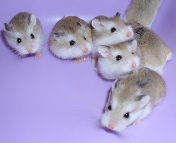 Bild 3: Junge Zwerghamster abzugeben, Roborowski Hamster