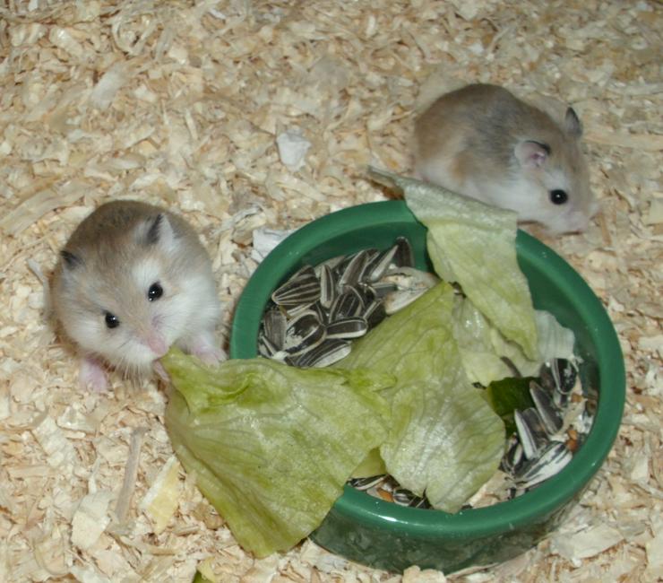 Bild 4: Grüner Futternapf für Zwerghamster und Hamster