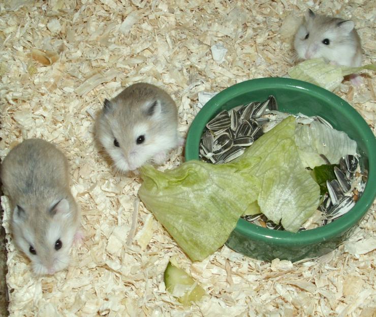 Bild 1: Grüner Futternapf für Zwerghamster und Hamster