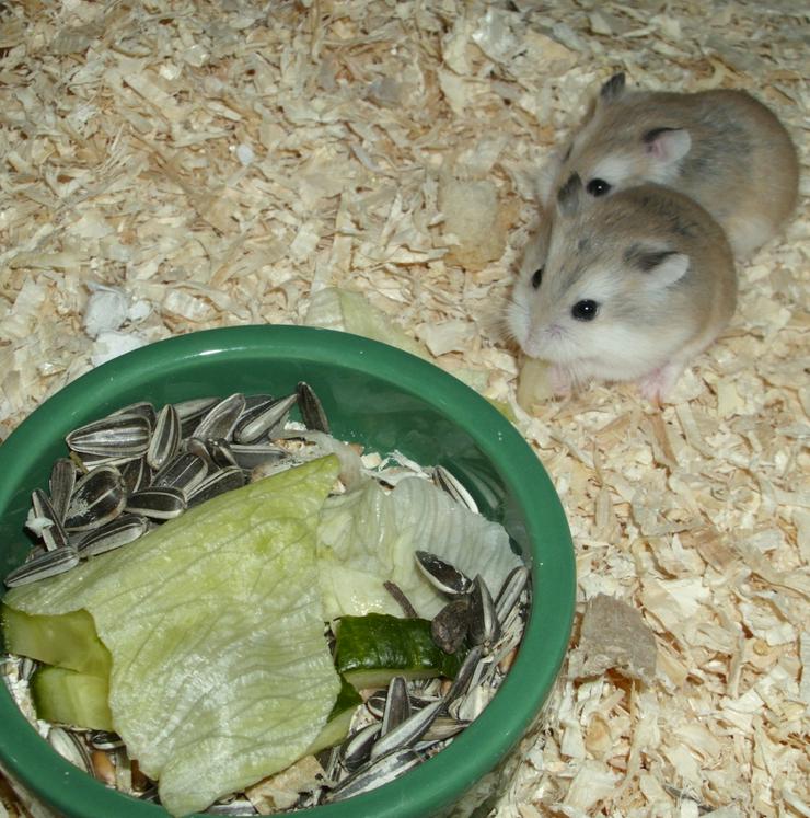 Bild 7: Grüner Futternapf für Zwerghamster und Hamster