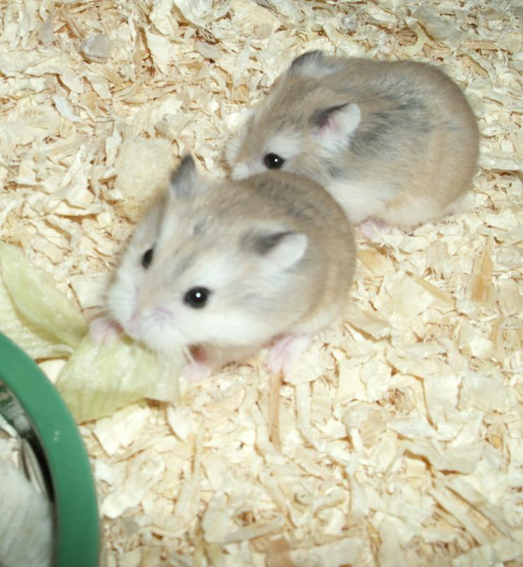 Bild 3: Grüner Futternapf für Zwerghamster und Hamster