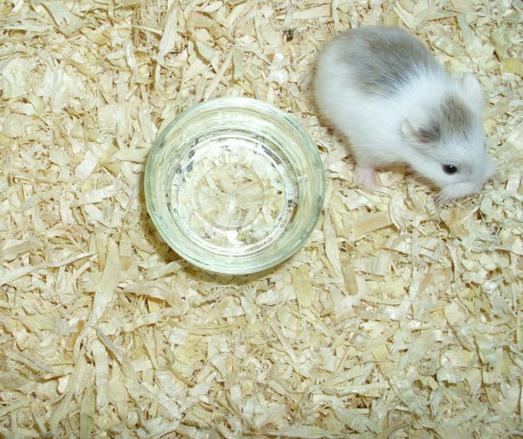 2 kleine Glas Näpfe für Zwerghamster oder Hamster - Heu, Späne & Futter - Bild 5