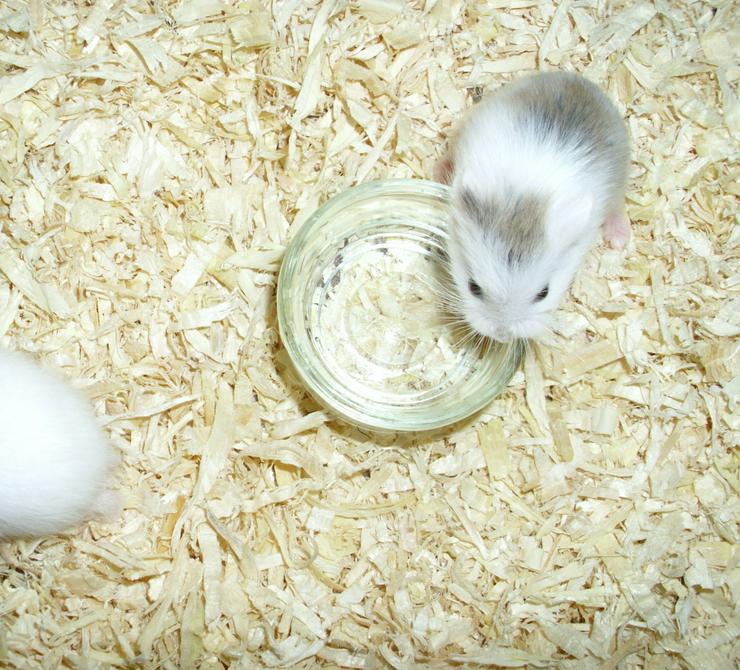 2 kleine Glas Näpfe für Zwerghamster oder Hamster