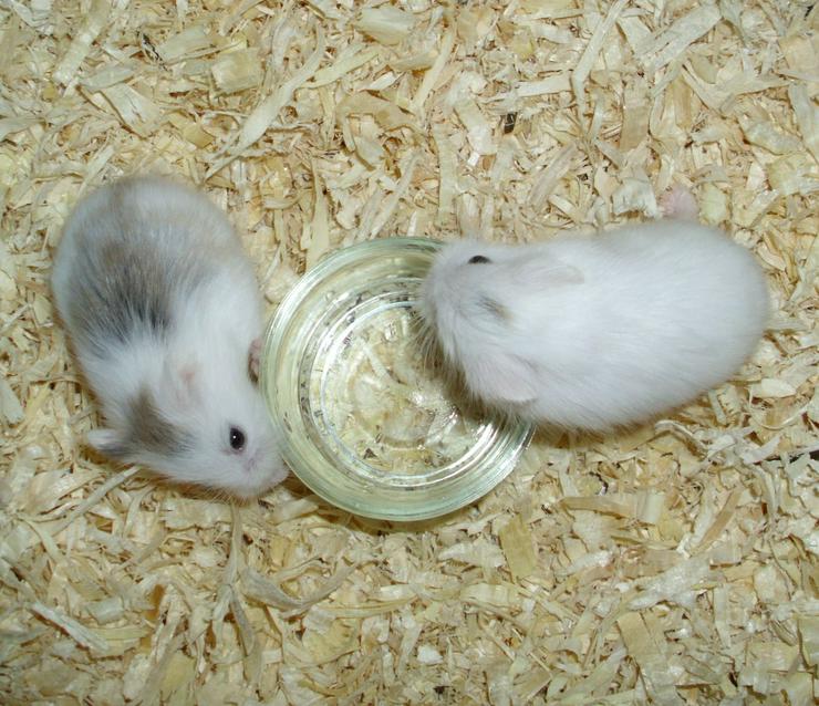 Bild 6: 2 kleine Glas Näpfe für Zwerghamster oder Hamster