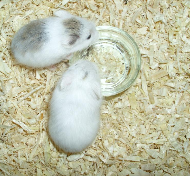 2 kleine Glas Näpfe für Zwerghamster oder Hamster - Heu, Späne & Futter - Bild 3