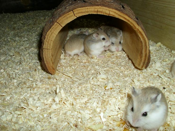 Bild 8: Großer Tunnel für Hamster und Zwerghamster