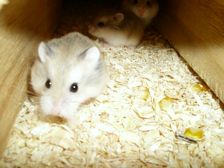 Bild 10: Großer Tunnel für Hamster und Zwerghamster